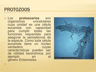 Protozoarios