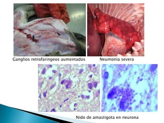 Nido de amastigota en neurona
Ganglios retrofaringeos aumentados Neumonia severa
 