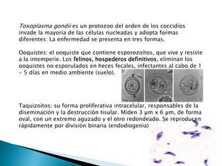 Toxoplasma gondii es un protozoo del orden de los coccidios
invade la mayoría de las células nucleadas y adopta formas
diferentes: La enfermedad se presenta en tres formas.
Ooquistes: el ooquiste que contiene esporozoítos, que vive y resiste
a la intemperie. Los felinos, hospederos definitivos, eliminan los
ooquistes no esporulados en heces fecales, infectantes al cabo de 1
- 5 días en medio ambiente (suelo).
Taquizoítos: su forma proliferativa intracelular, responsables de la
diseminación y la destrucción tisular. Miden 3 µm x 6 µm, de forma
oval, con un extremo aguzado y el otro redondeado. Se reproducen
rápidamente por división binaria (endodiogenia)
 