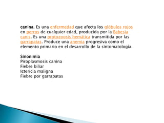 canina. Es una enfermedad que afecta los glóbulos rojos
en perros de cualquier edad, producida por la Babesia
canis. Es una protozoosis hemática transmitida por las
garrapatas. Produce una anemia progresiva como el
elemento primario en el desarrollo de la sintomatología.
Sinonimia
Piroplasmosis canina
Fiebre biliar
Ictericia maligna
Fiebre por garrapatas
 