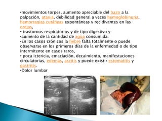 •movimientos torpes, aumento apreciable del bazo a la
palpación, ataxia, debilidad general a veces hemoglobinuria,
hemorragias cutáneas expontáneas y recidivantes en las
orejas,
• trastornos respiratorios y de tipo digestivo y
•aumento de la cantidad de agua consumida.
•En los casos crónicos la fiebre falta totalmente o puede
observarse en los primeros días de la enfermedad o de tipo
intermitente en casos raros,
• poca ictericia, emaciación, decaimiento, manifestaciones
circulatorias, edemas, ascitis y puede existir estomatitis y
gastritis.
•Dolor lumbar
 