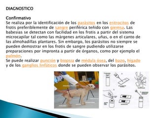 DIAGNOSTICO
Confirmativo
Se realiza por la identificación de los parásitos en los eritrocitos de
frotis preferiblemente de sangre periférica teñido con giemsa. Las
babesias se detectan con facilidad en los frotis a partir del sistema
microcapilar tal como las márgenes articulares, uñas, o en el canto de
las almohadillas plantares. Sin embargo, los parásitos no siempre se
pueden demostrar en los frotis de sangre pudiendo utilizarse
preparaciones por impronta a partir de órganos, como por ejemplo el
pulmón.
Se puede realizar punción y biopsia de médula ósea, del bazo, hígado
y de los ganglios linfáticos donde se pueden observar los parásitos.
 