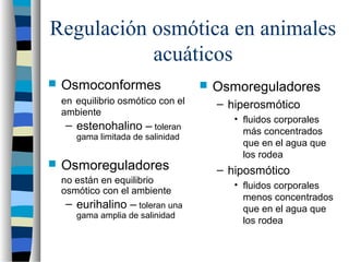 Regulación osmótica en animales
acuáticos
 Osmoconformes
en equilibrio osmótico con el
ambiente
– estenohalino – toleran
gama limitada de salinidad
 Osmoreguladores
no están en equilibrio
osmótico con el ambiente
– eurihalino – toleran una
gama amplia de salinidad
 Osmoreguladores
– hiperosmótico
• fluidos corporales
más concentrados
que en el agua que
los rodea
– hiposmótico
• fluidos corporales
menos concentrados
que en el agua que
los rodea
 