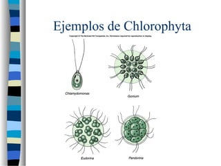 Ejemplos de Chlorophyta
 