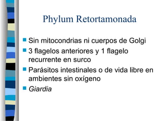 Phylum Retortamonada
 Sin mitocondrias ni cuerpos de Golgi
 3 flagelos anteriores y 1 flagelo
recurrente en surco
 Parásitos intestinales o de vida libre en
ambientes sin oxígeno
 Giardia
 