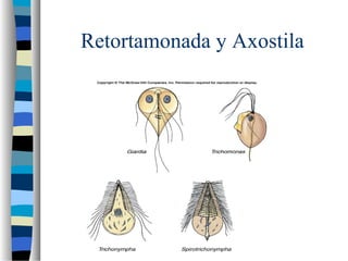 Retortamonada y Axostila
 