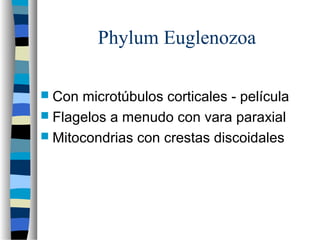 Phylum Euglenozoa
 Con microtúbulos corticales - película
 Flagelos a menudo con vara paraxial
 Mitocondrias con crestas discoidales
 