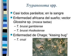 Trypanosoma spp.
 Casi todos parásitos; en la sangre
 Enfermedad africana del sueño; vector
Glossina sp. (mosca tsetse)
– T. brucei gambiense
– T. brucei rhodesiense
 Enfermedad de Chaga; “kissing bug”
– T. cruzi
 