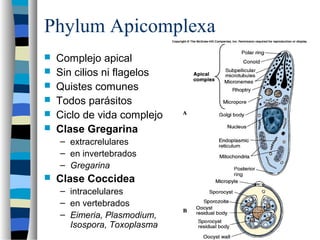 Phylum Apicomplexa
 Complejo apical
 Sin cilios ni flagelos
 Quistes comunes
 Todos parásitos
 Ciclo de vida complejo
 Clase Gregarina
– extracrelulares
– en invertebrados
– Gregarina
 Clase Coccidea
– intracelulares
– en vertebrados
– Eimeria, Plasmodium,
Isospora, Toxoplasma
 
