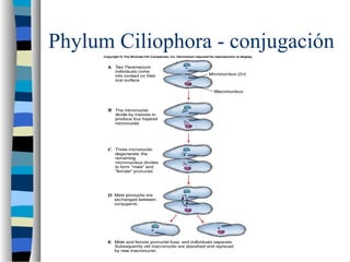 Phylum Ciliophora - conjugación
 