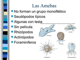 Las Amebas
 No forman un grupo monofilético
 Seudópodos típicos
 Algunas con testa
 Sin película
 Rhizópodos
 Actinópodos
 Foraminíferos
 