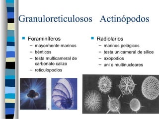 Granuloreticulosos Actinópodos
 Foraminíferos
– mayormente marinos
– bénticos
– testa multicameral de
carbonato calizo
– reticulopodios
 Radiolarios
– marinos pelágicos
– testa unicameral de sílice
– axopodios
– uni o multinucleares
 