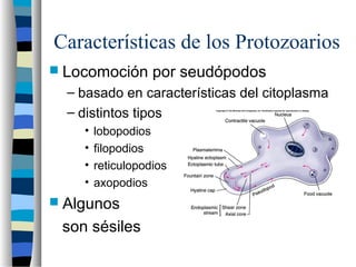 Características de los Protozoarios
 Locomoción por seudópodos
– basado en características del citoplasma
– distintos tipos
• lobopodios
• filopodios
• reticulopodios
• axopodios
 Algunos
son sésiles
 