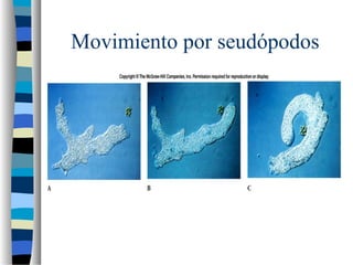 Movimiento por seudópodos
 