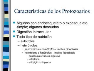Características de los Protozoarios
 Algunos con endoesqueleto o exoesqueleto
simple; algunos desnudos
 Digestión intracelular
 Todo tipo de nutrición
– autótrofos
– heterótrofos
• saprozoicos u osmótrofos - implica pinocitosis
• holozoicos o fagótrofos - implica fagocitosis
– fagosoma o vacuola digestiva
– citostoma
– citopigio o citoprocto
 