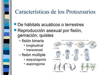 Características de los Protozoarios
 De hábitats acuáticos o terrestres
 Reproducción asexual por fisión,
gemación; quistes
– fisión binaria
• longitudinal
• transversal
– fisión múltiple
• esquizogonia
• esporogonia
 