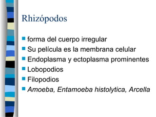 Protozoarios | PPT