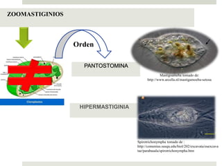 Protozoarios. | PPTX