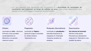 Um dos aspectos mais fascinantes dos protozoários é a diversidade de estratégias de
movimento que evoluíram ao longo de milhões de anos. Cada grupo desenvolveu uma
solução única e eficiente para navegar em seus ambientes.
 