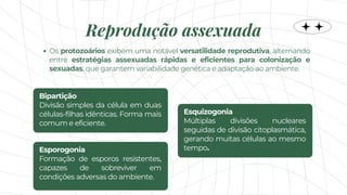 Bipartição
Divisão simples da célula em duas
células-filhas idênticas. Forma mais
comum e eficiente.
Reprodução assexuada
Os protozoários exibem uma notável versatilidade reprodutiva, alternando
entre estratégias assexuadas rápidas e eficientes para colonização e
sexuadas, que garantem variabilidade genética e adaptação ao ambiente.
Esquizogonia
Múltiplas divisões nucleares
seguidas de divisão citoplasmática,
gerando muitas células ao mesmo
tempo.
Esporogonia
Formação de esporos resistentes,
capazes de sobreviver em
condições adversas do ambiente.
 
