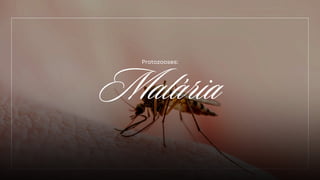 Malária
Protozooses:
 