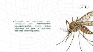 Causada por Leishmania spp.,
transmitida por flebotomíneos
(mosquito-palha). Causa lesões
ulcerosas na pele e mucosas,
podendo ser desfigurante.
 