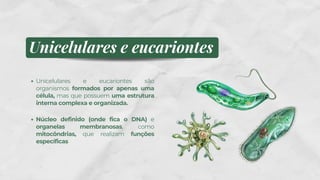 Unicelulares e eucariontes
Unicelulares e eucariontes são
organismos formados por apenas uma
célula, mas que possuem uma estrutura
interna complexa e organizada.
Núcleo definido (onde fica o DNA) e
organelas membranosas, como
mitocôndrias, que realizam funções
específicas
 