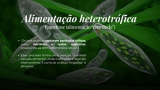 Alimentação heterotrófica
Os protozoários capturam partículas sólidas,
como bactérias e restos orgânicos,
envolvendo-as com a membrana celular.
Esse processo forma uma vesícula chamada
vacúolo alimentar, onde o alimento é digerido
internamente. É como se a célula “engolisse” o
alimento.
Fagocitose (alimentação “engolindo”)
 