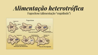 Alimentação heterotrófica
Fagocitose (alimentação “engolindo”)
 