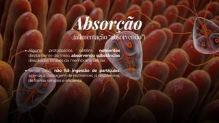 Absorção
Alguns protozoários obtêm nutrientes
diretamente do meio, absorvendo substâncias
dissolvidas através da membrana celular.
Nesse caso, não há ingestão de partículas,
apenas a passagem de nutrientes já disponíveis,
de forma simples e eficiente
(alimentação “absorvendo”)
 