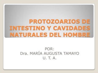 PROTOZOARIOS DE INTESTINO Y CAVIDADES NATURALES DEL HOMBRE POR:  Dra. MARÍA AUGUSTA TAMAYO U. T. A. 