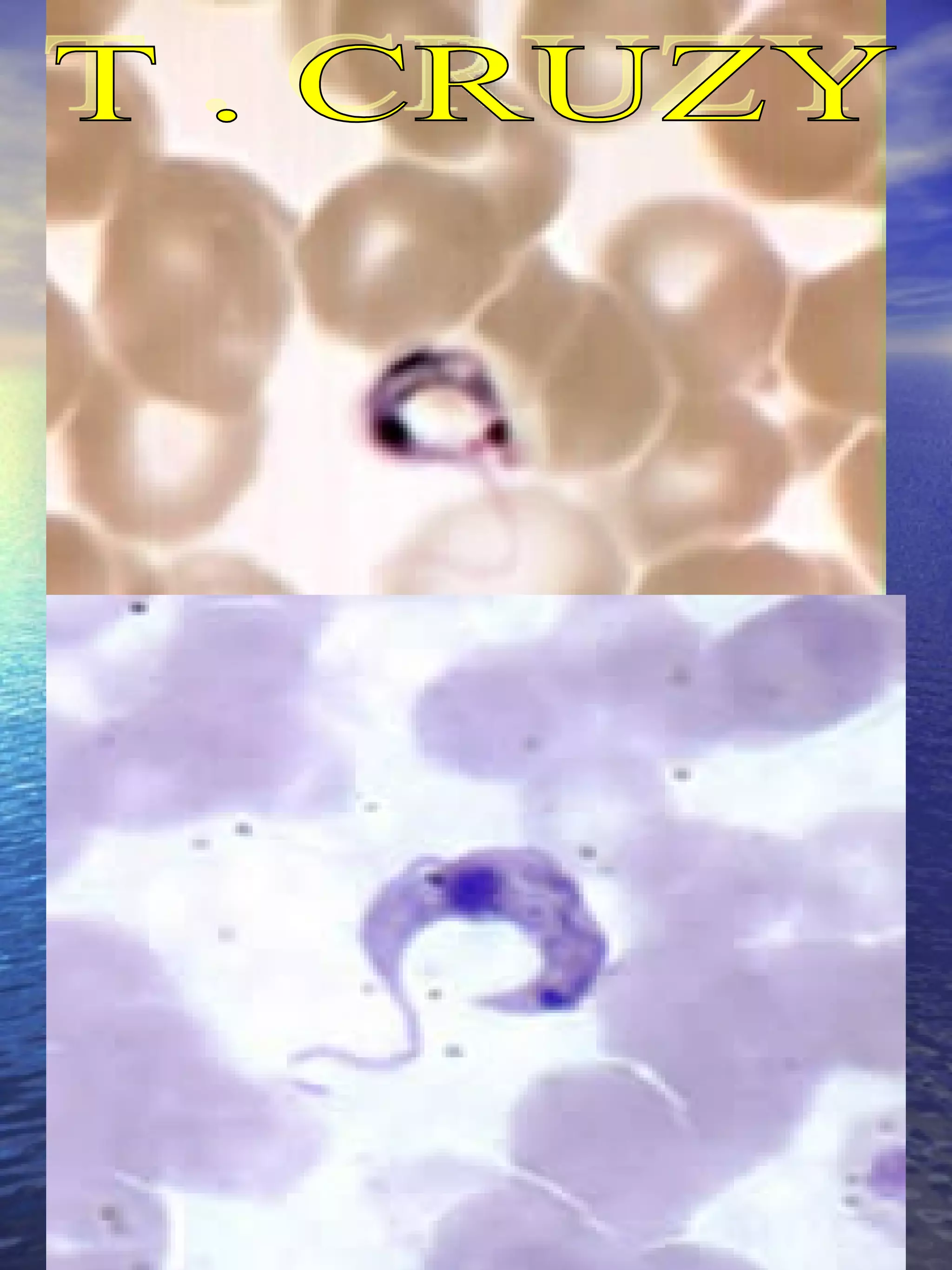 T . CRUZY 
