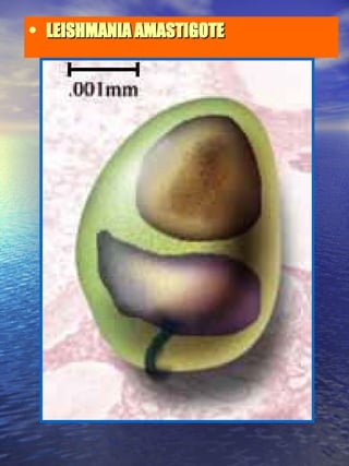 LEISHMANIA AMASTIGOTE 