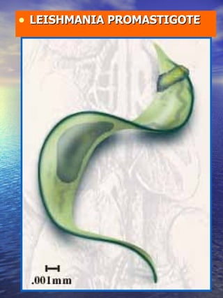 LEISHMANIA PROMASTIGOTE 