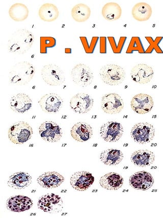 P . VIVAX 