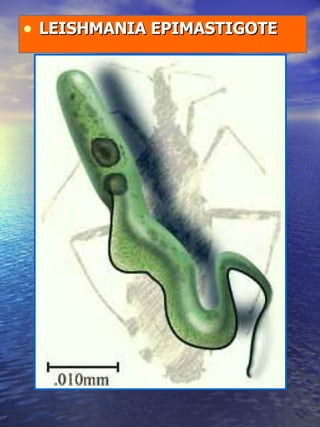 LEISHMANIA EPIMASTIGOTE 