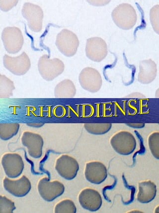 T RHONDIENSE 