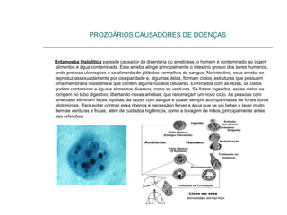 PROZOÁRIOS CAUSADORES DE DOENÇAS
Entamoeba histolitica parasita causador da disenteria ou amebíase, o homem é contaminado ao ingerir
alimentos e água contaminada. Esta ameba atinge principalmente o intestino grosso dos seres humanos,
onde provoca ulcerações e se alimenta de glóbulos vermelhos do sangue. No intestino, essa ameba se
reproduz assexuadamente por cissiparidade e, algumas delas, formam cistos, estruturas que possuem
uma membrana resistente e que contêm alguns núcleos celulares. Eliminados com as fezes, os cistos
podem contaminar a água e alimentos diversos, como as verduras. Se forem ingeridos, esses cistos se
rompem no tubo digestivo, libertando novas amebas, que recomeçam um novo ciclo. As pessoas com
amebíase eliminam fezes líquidas, às vezes com sangue e quase sempre acompanhadas de fortes dores
abdominais. Para evitar contrair essa doença é necessário ferver a água que se vai beber e lavar muito
bem as verduras e frutas, além de cuidados higiênicos, como a lavagem de mãos, principalmente antes
das refeições.
 