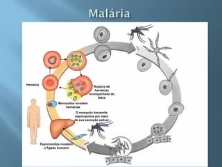 Hemácia
                                             Ruptura de
                                              hemácias
                                          acompanhada de
                                                febre
                     Merozoítos invadem
                         hemácias
                                  O mosquito transmite
                                 esporozoítos por meio
                                 de sua secreção salivar




          Esporozoítos invadem
            o fígado humano
 