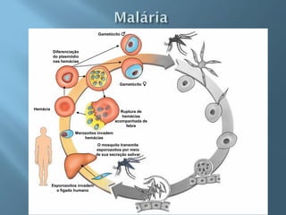 Gametócito ♂



          Diferenciação
          do plasmódio
          nas hemácias




                                             Gametócito ♀




Hemácia
                                             Ruptura de
                                              hemácias
                                          acompanhada de
                                                febre
                     Merozoítos invadem
                         hemácias
                                  O mosquito transmite
                                 esporozoítos por meio
                                 de sua secreção salivar




          Esporozoítos invadem
            o fígado humano
 