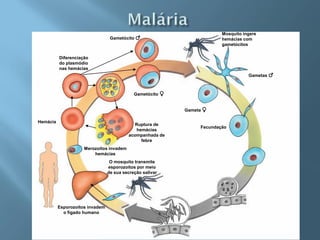Mosquito ingere
                                  Gametócito ♂                           hemácias com
                                                                         gametócitos


          Diferenciação
          do plasmódio
          nas hemácias
                                                                                    Gametas ♂



                                             Gametócito ♀


                                                            Gameta ♀

Hemácia
                                             Ruptura de
                                                                 Fecundação
                                              hemácias
                                          acompanhada de
                                                febre
                     Merozoítos invadem
                         hemácias
                                  O mosquito transmite
                                 esporozoítos por meio
                                 de sua secreção salivar




          Esporozoítos invadem
            o fígado humano
 
