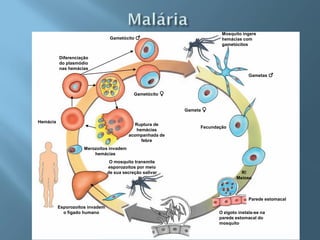 Mosquito ingere
                                  Gametócito ♂                           hemácias com
                                                                         gametócitos


          Diferenciação
          do plasmódio
          nas hemácias
                                                                                      Gametas ♂



                                             Gametócito ♀


                                                            Gameta ♀

Hemácia
                                             Ruptura de
                                                                 Fecundação
                                              hemácias
                                          acompanhada de
                                                febre
                     Merozoítos invadem
                         hemácias
                                  O mosquito transmite
                                 esporozoítos por meio
                                 de sua secreção salivar                          R!
                                                                                Meiose



                                                                                      Parede estomacal
          Esporozoítos invadem
            o fígado humano                                             O zigoto instala-se na
                                                                        parede estomacal do
                                                                        mosquito
 