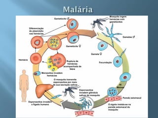 Mosquito ingere
                                  Gametócito ♂                                       hemácias com
                                                                                     gametócitos


          Diferenciação
          do plasmódio
          nas hemácias
                                                                                                  Gametas ♂



                                             Gametócito ♀


                                                                     Gameta ♀

Hemácia
                                             Ruptura de
                                                                             Fecundação
                                              hemácias
                                          acompanhada de
                                                febre
                     Merozoítos invadem
                         hemácias
                                  O mosquito transmite
                                 esporozoítos por meio
                                 de sua secreção salivar                                      R!
                                                                                            Meiose
                                                           Esporozoítos
                                                           invadem glândula
                                                           salivar do mosquito
                                                                                                  Parede estomacal
          Esporozoítos invadem
            o fígado humano                                                         O zigoto instala-se na
                                                                                    parede estomacal do
                                                                                    mosquito
 