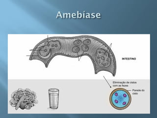 INTESTINO




Eliminação de cistos
com as fezes
                Parede do
                cisto
 