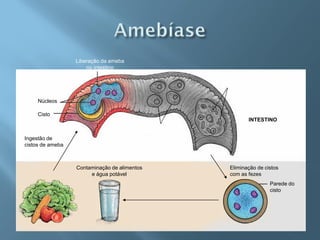 Liberação da ameba
                      no intestino




     Núcleos

     Cisto
                                                     INTESTINO


Ingestão de
cistos de ameba



                  Contaminação de alimentos   Eliminação de cistos
                       e água potável         com as fezes
                                                              Parede do
                                                              cisto
 