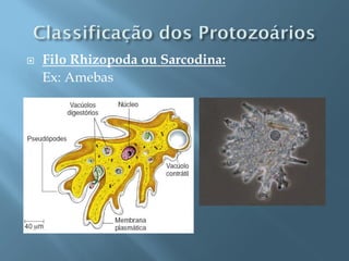    Filo Rhizopoda ou Sarcodina:
    Ex: Amebas
 