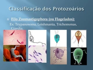    Filo Zoomastigophora (ou Flagelados):
    Ex: Trypanosoma, Leishmania, Trichomonas,
     Giardia.
 