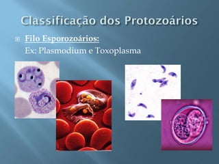    Filo Esporozoários:
    Ex: Plasmodium e Toxoplasma
 