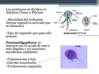 Los protozoos se dividen en
distintas Clases o Phylum
• Movilidad del trofozoíto
(forma vegetativa activada que
se alimenta)
•Tipo de organelo que para ello
posean:
Zoomastigophora: se
mueven con la ayuda de uno o
más flagelos y en ocasiones
membrana ondulante.
•Tripanosoma cruzi,
•Giardia intestinalis,
•Trichomonas vaginalis.
 