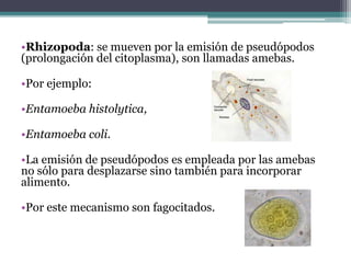 •Rhizopoda: se mueven por la emisión de pseudópodos
(prolongación del citoplasma), son llamadas amebas.
•Por ejemplo:
•Entamoeba histolytica,
•Entamoeba coli.
•La emisión de pseudópodos es empleada por las amebas
no sólo para desplazarse sino también para incorporar
alimento.
•Por este mecanismo son fagocitados.
 